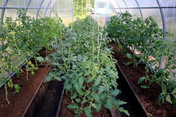 Tomatoes bloom in the greenhouse. Tomato plants in the plastic greenhouse 