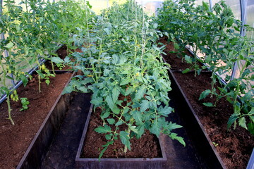 Tomatoes bloom in the greenhouse. Tomato plants in the plastic greenhouse 
