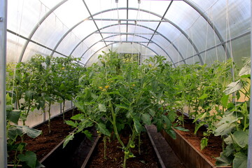 Fototapeta na wymiar Tomatoes bloom in the greenhouse. Tomato plants in the plastic greenhouse 