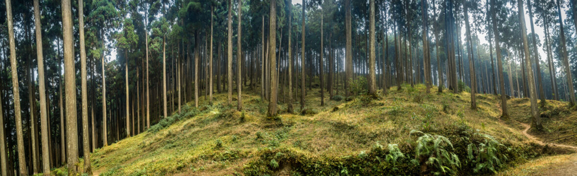 Lamahatta Eco Park, Darjeeling, India
