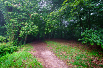 Landscape of entrance to dark forest full of vegetation on foggy day.