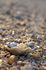 Beach Landscape. Dead Coral on a Beach or Seashore in Gray and Brown Color Texture. Copy space