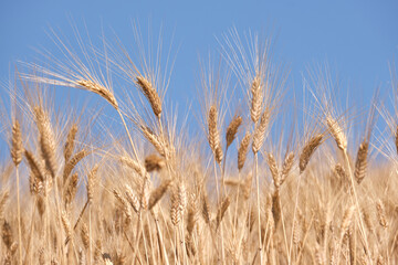 Wheat spikes close up over blue sky, Andalucia.
