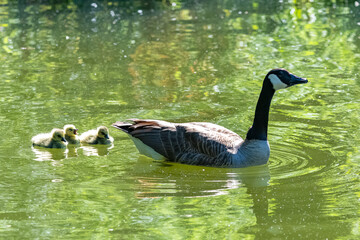 Canada goose with chicks .