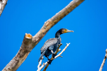Great cormorant Phalacrocorax carbo , also known as the great black cormorant