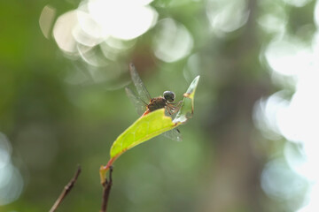 Beatiful Dragonfly on Unique Plants