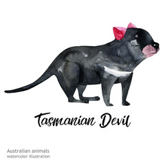 Australian animals watercolor illustration hand-drawn wildlife isolated on a white background. Tasmania Devil. Australia Day
