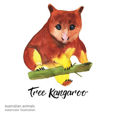 Australian animals watercolor illustration hand-drawn wildlife isolated on a white background. Tree Kangaroo.
 