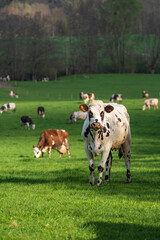 Fototapeta na wymiar Animal ferme vache 525