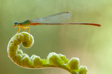 Beatiful Dragonfly on Unique Plants