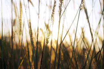 Defocused dry grass reeds stalks blowing in the wind at golden sunset light horizontal blurred, out of focus