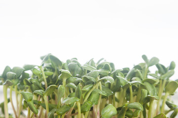 sunflower microgreen sprouts with shallow depth of field on white