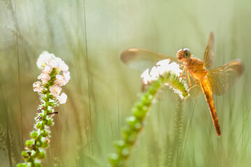 Beatiful Dragonfly on Unique Plants