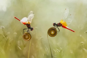 Foto op Plexiglas Beatiful Dragonfly on Unique Plants © abdul gapur dayak