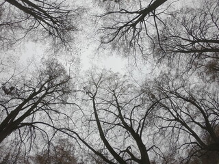 Branches of trees against the background of a cloudy autumn sky, bottom view.