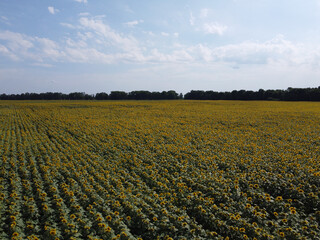 A picturesque field of sunflowers under a blue sky, aerial view. A farm field on a hot summer day, landscape.