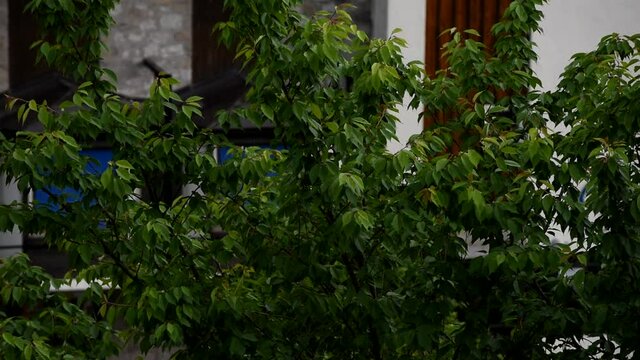 il vento e la pioggia su questo bel ciliegio in estate, la pioggia in estate in montagna, l'ambiente e le sue bellezze