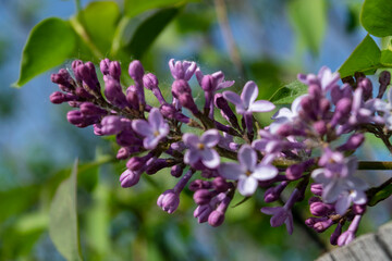 Lilac branch bloom in garden. Bright blooms of spring lilacs bush. Spring lilac flowers close-up on blurred background.