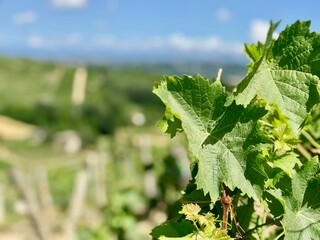 foglie di vite 