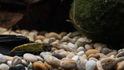 Neocaridina green