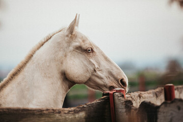 White horse with brown eyes portrait