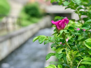 fiore e fiume 