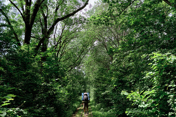 Fototapeta premium Traveler guy with big backpack walks along rails and sleepers forward. Rear view. Young Caucasian man walks along railway among green summer forest.