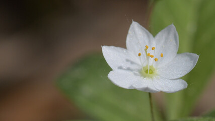 Obraz na płótnie Canvas Trientalis europaea. Macro photo of a beautiful white flower