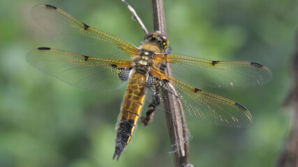 Macro photo dragonfly