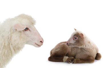 mother sheep and little sheep isolated on white background