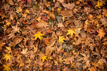 Japanese maple