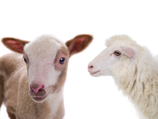 portrait sheep and little sheep isolated on white