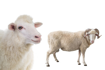 male and female sheep isolated on white background