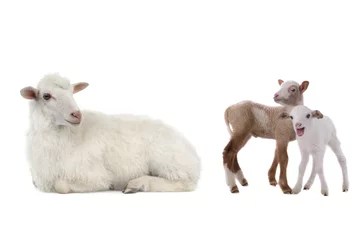 Foto op Canvas mother sheep and little sheep isolated on white background © fotomaster