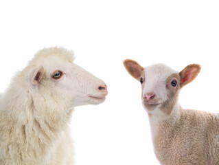 Fototapeta premium portrait sheep and little sheep isolated on white