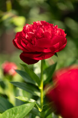 Beautiful red blooming peony on a blurred green natural background. Red peony in the garden.