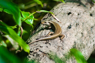 The baby monitor lizard on the tree. Newly hatched monitor lizard on a tree.