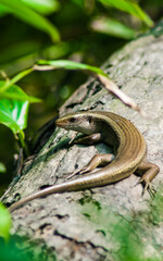 The baby monitor lizard on the tree. Newly hatched monitor lizard on a tree.