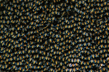 Selective focus. Close up of bees. Swarm of bees, their thousands and the queen bee. Catching the bee swarm. Beekeeping background. Beekeepers day.