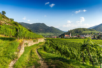 Summer in vineyards. Wachau valley. Austria.