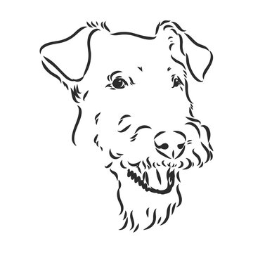 Airedale Terrier Dog. hand drawn. Vector illustration