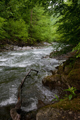 Fototapeta premium Waterfall in a stream with rocks in the forest. Carpathian mountain river.