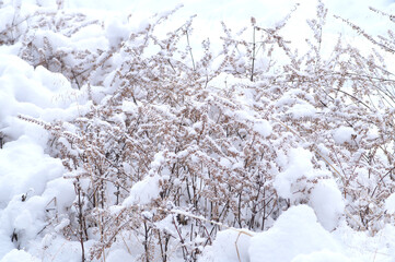 枯れたアカ紫蘇に積もった雪