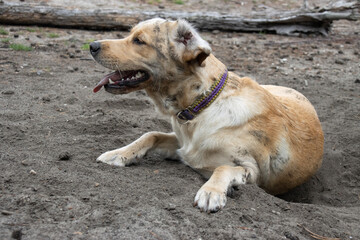 Smerige labrador