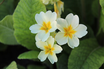 Three beautiful small plants primrose flowers white with yellow on a blurry green relaxing background in the garden and park