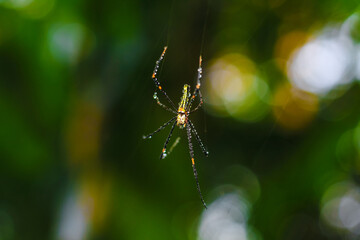 Spider sitting on the web with green background. Dewdrops on spider web (cobweb) closeup with green and bokeh background for the wallpaper.