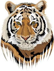 Vector illustration of a tiger (tiger's face)