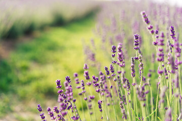 Panorama of lavender field morning summer blur background. Summer lavender. Floral background. Shallow depth of field
