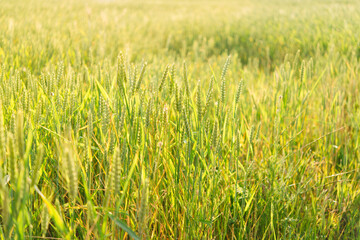 Wheat fields. Ears of ripening wheat close up. Beautiful natural landscape. Rural landscapes in bright sunlight. Wheat field ripening background. The concept of a rich harvest.