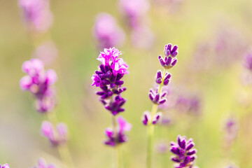 Panorama of lavender field morning summer blur background. Summer lavender. Floral background. Shallow depth of field